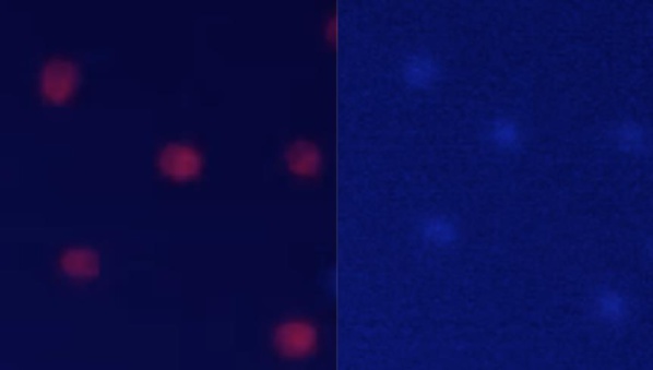 Microorganismos que capturan uranio. A la izquierda se ven en color rojo (debido a la fluorescencia de su clorofila) cuando empiezan a capturar U. Diez horas más tarde han acumulado tanto uranio en su interior que se han vuelto azuladas por la fluorescencia del uranio capturado.