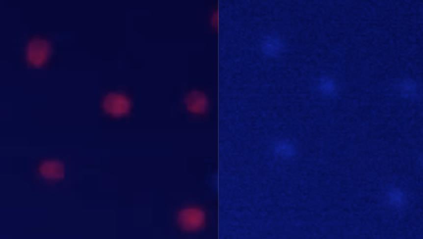 Microorganismos que capturan uranio. A la izquierda se ven en color rojo (debido a la fluorescencia de su clorofila) cuando empiezan a capturar U. Diez horas más tarde han acumulado tanto uranio en su interior que se han vuelto azuladas por la fluorescencia del uranio capturado.