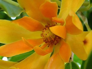 Michelia champaca. Foto María. Flickr Michelia champaca. Foto María. Flickr