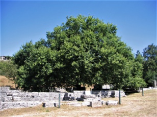 Encina del santuario de Dodona. Fotografía de Gregorio Torrealba Encina del santuario de Dodona. Fotografía de Gregorio Torrealba