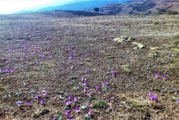 055. Las plantas como símbolo. 055. Las plantas como símbolo.