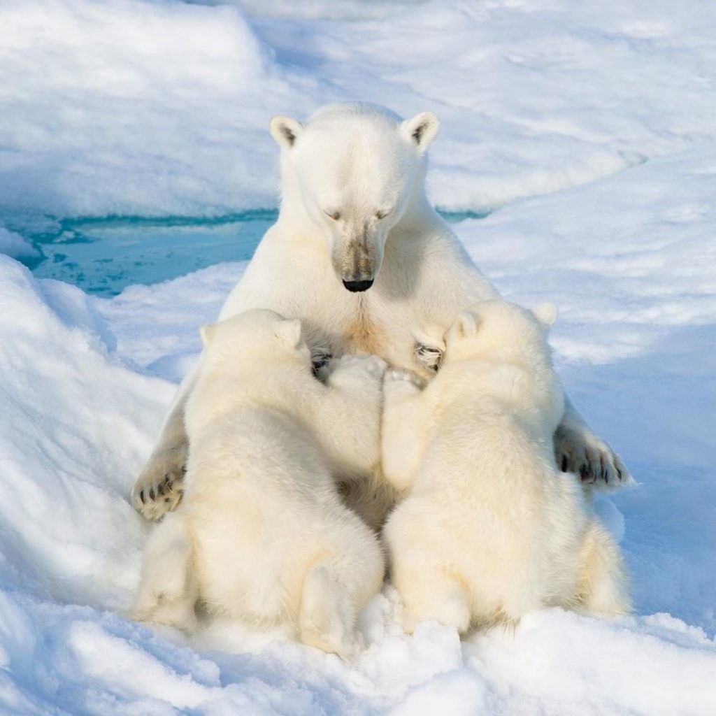 058. El azafrán (3). 058. El azafrán (3).