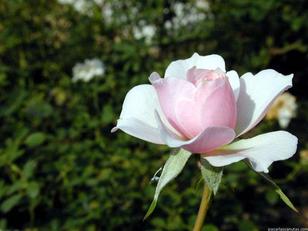 Vías de hecho puertas cerradas al derecho (2): "La paz mental universal como base para el desarollo libre del ser humano". Vías de hecho puertas cerradas al derecho (2): "La paz mental universal como base para el desarollo libre del ser humano".