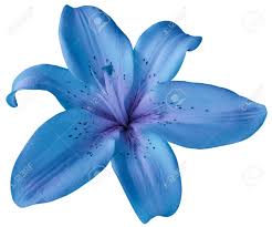 La búsqueda de la flor azul