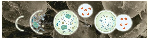 La estrategia: un fenómeno biológico La estrategia: un fenómeno biológico