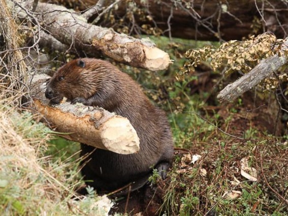 Comunicación Estratégica Enactiva en la protección de la biodiversidad Comunicación Estratégica Enactiva en la protección de la biodiversidad