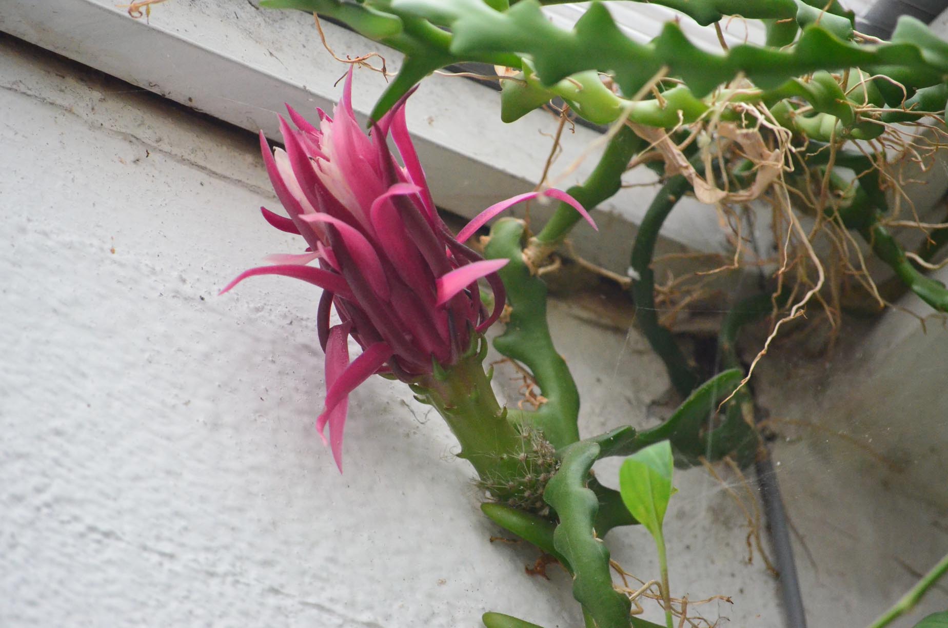 La flor de Juan (primera parte)