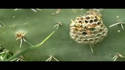 parasite attack.mov.FLV
