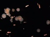 Descubren embriones de coral que se clonan a sí mismos