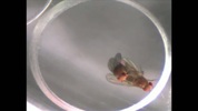 Shohat-Ophir-Fly_Video_QT_science_aaas.mov