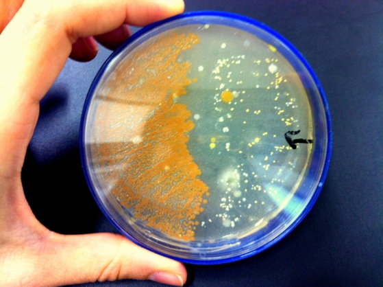 ¿Qué música le gusta a las bacterias? 