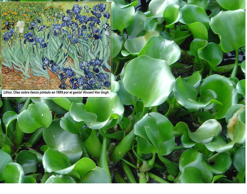 Papel de lirio: un ejemplo de innovación para la sostenibilidad (o sustentabilidad) Papel de lirio: un ejemplo de innovación para la sostenibilidad (o sustentabilidad)