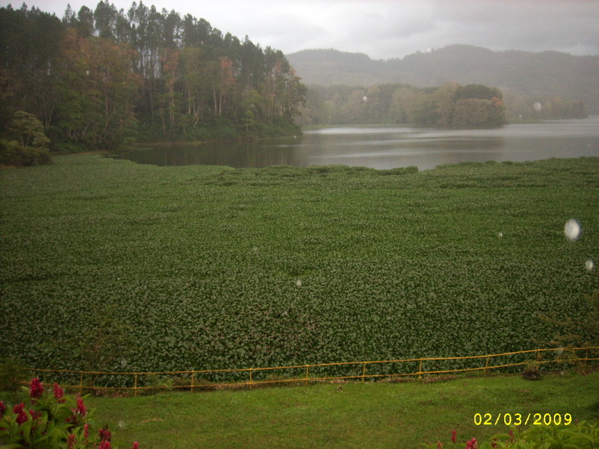 Papel de lirio: un ejemplo de innovación para la sostenibilidad (o sustentabilidad) Papel de lirio: un ejemplo de innovación para la sostenibilidad (o sustentabilidad)