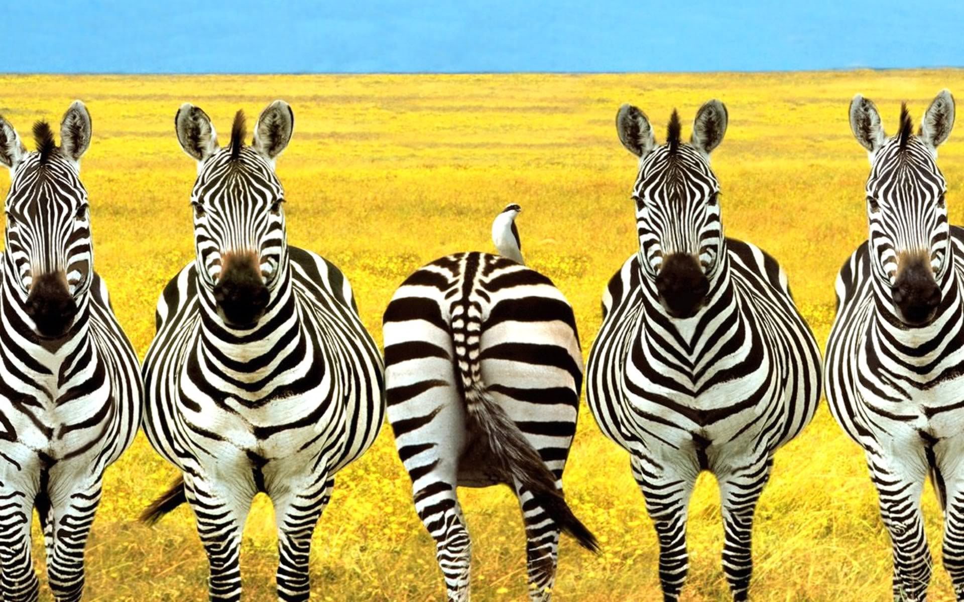 Source: Porsci Source: Porsci