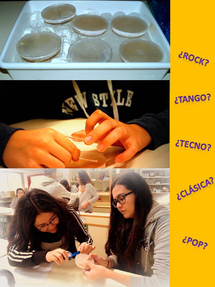 Detalle de las muestras preparadas y participantes del proyecto