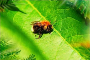 Un coach abejorro (imagen Pixabay) Un coach abejorro (imagen Pixabay)