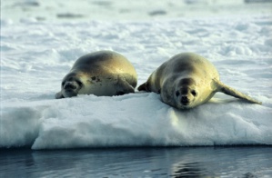 La captura de este par de focas ha supuesto un alivio para nuestra mermada despensa de carne para los perros