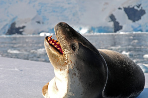 La foca leopardo está dotada de unos dientes terribles