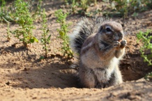 Una ardilla terrestre del Cabo, escondiendo su comida. Imagen: Brittany Summer. Fuente: Centro de Investigación Kalahari. Una ardilla terrestre del Cabo, escondiendo su comida. Imagen: Brittany Summer. Fuente: Centro de Investigación Kalahari.
