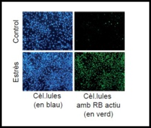 Células con proteína RB activada (dcha.), y desactivada (izda.). Fuente: UPF. Células con proteína RB activada (dcha.), y desactivada (izda.). Fuente: UPF.