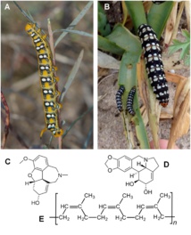 Ejemplar de 'Hyles euphorbiae' (izquierda) y de Brithys crini. Fuente: UV. Ejemplar de 'Hyles euphorbiae' (izquierda) y de Brithys crini. Fuente: UV.