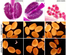 La ausencia de la proteína AGO4 en las plantas mutantes (modificadas) provoca inviabilidad en los granos de polen (los de color azulado), variaciones en su tamaño y alteraciones en las semillas. Imagen: Mónica Pradillo. Fuente: UCM.