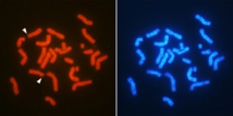 Gen AMH (señalado por las puntas de flecha blancas) en 'T. oximensis' macho. El cartografiado genético se realiza manchando los cromosomas de varios colores. Imagen: T. Otake/A. Kuroiwa. Fuente: Universidad de Hokkaido.
