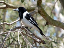 Verdugo gorginegro. Fuente: Gailhampshire. Verdugo gorginegro. Fuente: Gailhampshire.