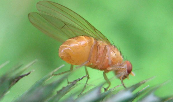Drosophila menalogaster. Fuente: Wikimedia.