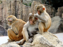 Macacos en sociedad. Nal-Usda.