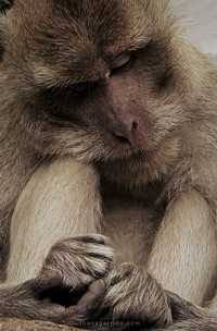 Macaco rhesus.