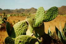 Desierto almeriense (España). Foto: kyezitri. Desierto almeriense (España). Foto: kyezitri.