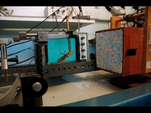 Uno de los experimentos hechos para descrubrir el funcionamiento de la vista de la langosta. Foto: Volvo