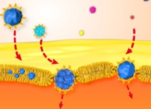 Nanonpartículas de oro hidrófobas recubiertas de lípidos atravesando la membrana. Fuente: URV.