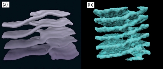 En el citoplasma celular (izquierda) y en las estrellas de neutrones (derecha) se han encontrado formas similares: estructuras que consisten en láminas apiladas conectadas por rampas helicoidales. Fuente: UC Santa Barbara.