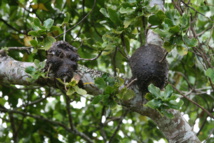 Squamellaria major. La huella de las hormigas. Foto: derrick1. Squamellaria major. La huella de las hormigas. Foto: derrick1.