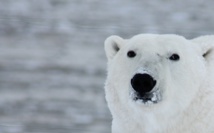 Imagen: robynm. Fuente: Pixabay. Imagen: robynm. Fuente: Pixabay.