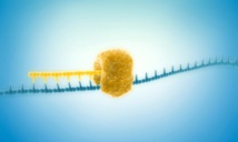 Enzima polimerasa PimPol iniciando el proceso de amplificación de ADN. Imagen: Sygnis. Fuente: CSIC.