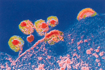 Virus infectando una célula.