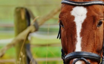 Imagen: Alexas_Fotos. Fuente: Pixabay. Imagen: Alexas_Fotos. Fuente: Pixabay.