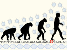 La sustitución de una sola letra en el ADN alumbró la inteligencia superior.© MPI f. Molecular Cell Biology and Genetics