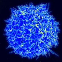 Una célula T humana. Imagen: National Institutes of Health (EE.UU.).