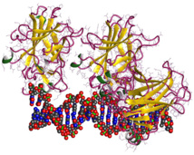 Representación de un fragmento de ADN y de la proteína p53, conocida como el guardián del genoma.  Imagen: Cho, Y., Gorina, S., Jeffrey, P.D., Pavletich, N.P. Fuente: UCM.