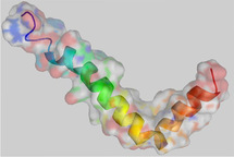 Proteína beta-amiloide. Fuente: Wikimedia Commons.