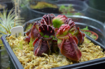 Cephalotus follicularis, la planta carnívora australiana cuyo genoma completo se ha analizado en este estudio.  Foto:Adam B.