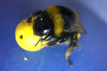 Abejorro durante el experimento. Foto: Lida Loukola/QMUL Abejorro durante el experimento. Foto: Lida Loukola/QMUL