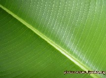 Recorrer una hoja con el cursor percibiendo sus relieves...