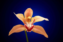 Cymbidium orchid. Own work Cymbidium orchid. Own work