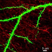 Sólo cuando los terminales de transmisión (células rojas) y de recepción (células verdes) se encuentran en la proporción adecuada con respecto unos a otros, se puede producir la comunicación neuronal. Fuente: Max Planck Institute.