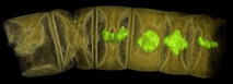 Imagen tomográfica por rayos X de algas rojas fósiles estudiadas. Foto: Stefan Bengtson